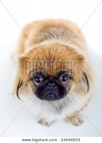 Pekinese Hund auf hellem Hintergrund