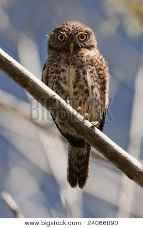 Kubánské Flájská.  Glaucidium Štěpánka