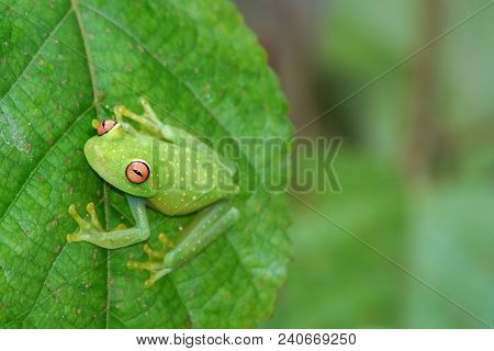 Glass Frog Sitting On Leaf In Jungle