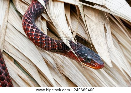Beautiful Surinam Red Snake With Black Spots. Outdoor.