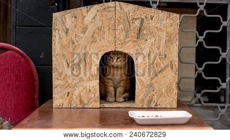 Istanbul, Turkey - March 2018: Cute Cat Kitten Sitting Inside A Cat House In The Street