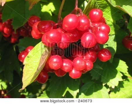 Guelder Rose Beeren