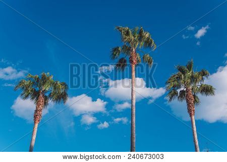 Three Nice Palm Trees Against Blue Sunny Sky. Creative Summer Concept.