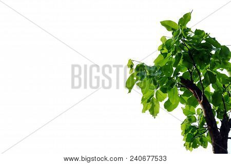 Tropical Tree Leaves On White Isolated Background For Green Foliage Backdrop