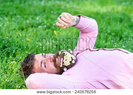 Macho With Daisies In Beard Relaxing. Bearded Man With Daisy Flowers In Beard Lay On Grassplot, Gras