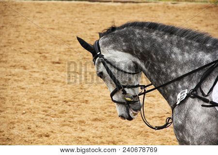 Horse Stallion In Dressage With Bridle And Ears Cap