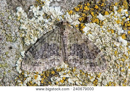 Yellow-barred Brindle (acasis Viretata) Moth. Worn Insect In The Family Geometridae, Camouflaged Aga