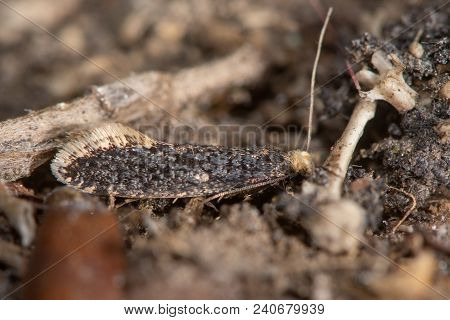 Skin Moth (monopis Laevigella) Adult On Owl Pellet. Small Insect In The Family Tineidae, One Of Many