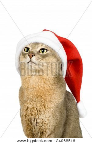 산타 클로스 모자 흰색 절연에서 Abissinian 고양이
