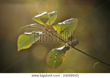 Musta Dogwood valossa