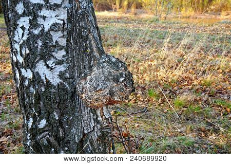 Nature. Knar. Suvel, Birch Cap. Disease Of The Plant.