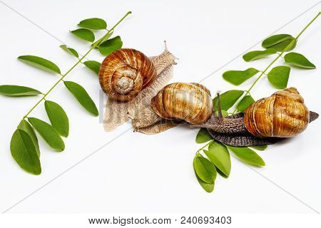 Three Snails And Green Leaves On A White Background, Cosmetics And Medicine