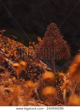 Cactus At Sunset In Tenerife Canary Islands, Perfectly For Smartphone