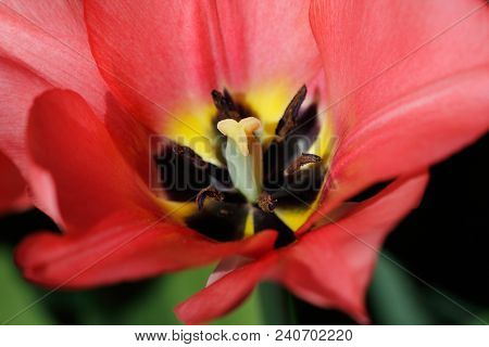 Close-up Of Red Tulip Flower In The Spring Garden. Phtography Of Nature.