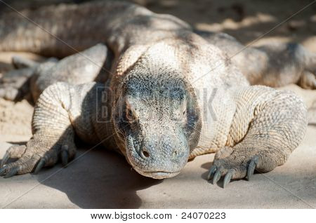Komodo Dragon