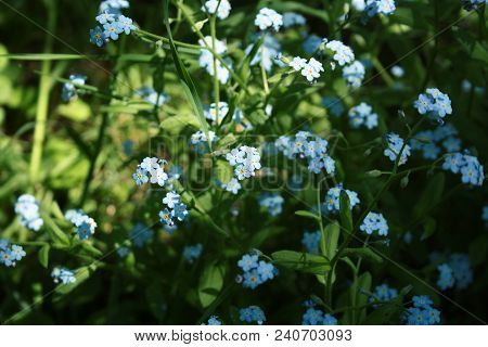 Blue Flowers Forget-me-in The Field, Toning, Space For Text