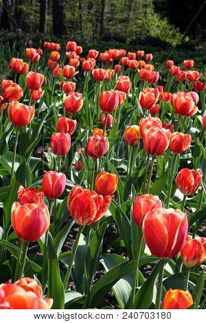 Beautiful Red Tulips, Darwin Hybrid Red Tulips In A Flowerbed