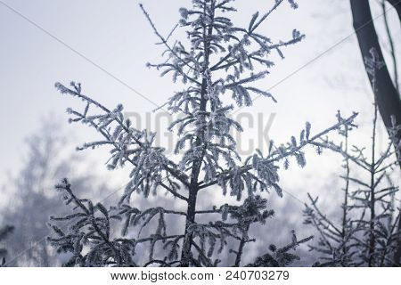 Cold Winter City Park In Mist With Snow Covered Tree Trunks - Vintage Old Look