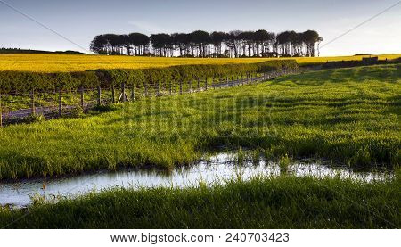 A Rapeseed Field And Trees Near The Small Village And Civil Parish Of Tythegston In South Bridgend, 