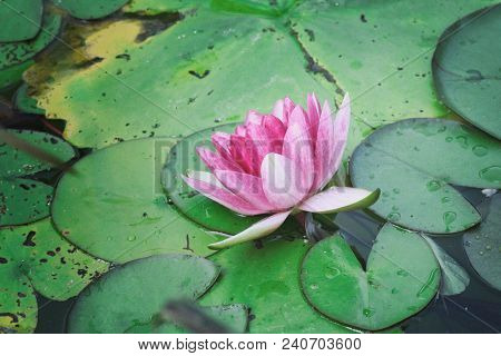 Beautiful Lotus Flower With Green Leaf In In Pond