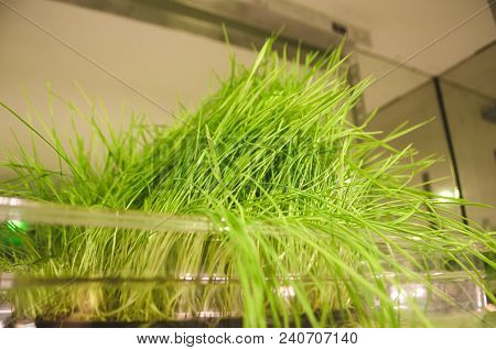 Home Grown Microgreens - Group Organic Pea, Broccoli Sprouts Grown In Petri Dish On White Background