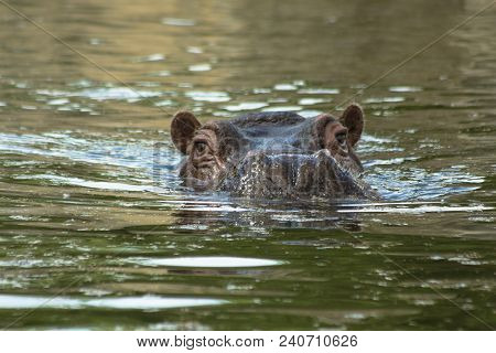 Hippopotamus Swims In The Water.(hippopotamus Amphibius) Are Large Mammals. They Reach A Length Of U