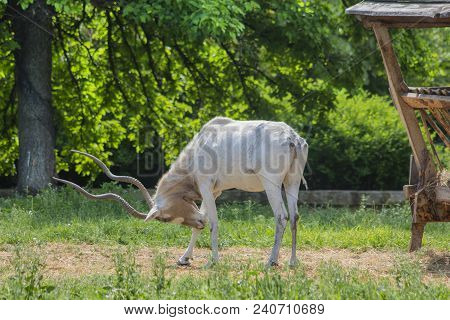Portrait On Antilopa Adax. (addax Nasomaculatus)  Is A Type Of Horse Antelope That Inhabits The Saha