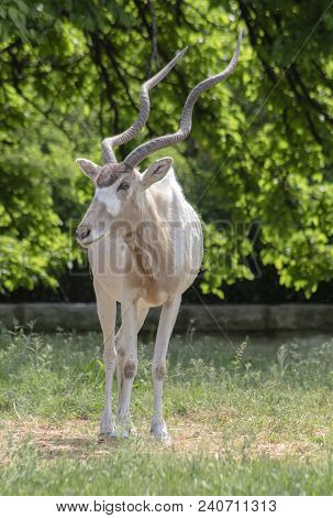 Portrait On Antilopa Adax. (addax Nasomaculatus) Is A Type Of Horse Antelope.