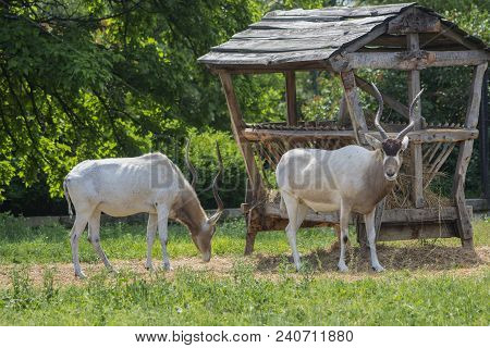 Male And Female Antilopa Adax (addax Nasomaculatus).