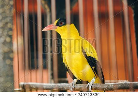 Yellow Bird With Black Head Chinese Black-headed Oriole In A Cage.