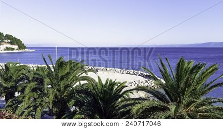Palm And Adriatic Sea In Podgora, Makarska Riviera, Dalmatia, Croatia