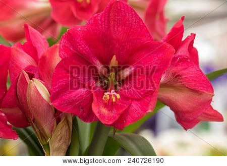 Red  Amaryllis Flower Blooming In A Natural Garden