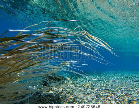Underwater shot of the coast of the river of Cochrane, Patagonia, Chile