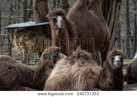 Bactrian Camel (camelus Bactrianus) Resting On The Ground. Humps Bactrian Camel