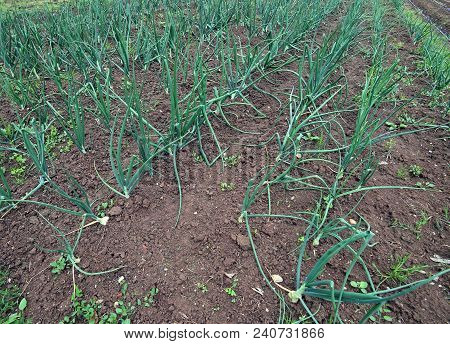 Very Wide Field Of Organic Onions In Spring