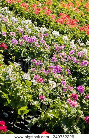 Flowering Geraniums In A Spring Flower Market