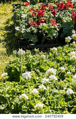 Flowering Geraniums In A Spring Flower Market
