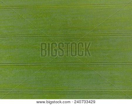 The Wheat Field Is Green. Young Wheat On The Field. View From Above. Textural Background Of Green Wh
