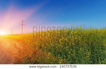 Detail Of Flowering Rapeseed Canola Or Colza In Latin Brassica Napus, Plant For Green Energy And Oil