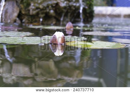 Lotus Flower Resting On The Water Of A Small Lake In Lisbon