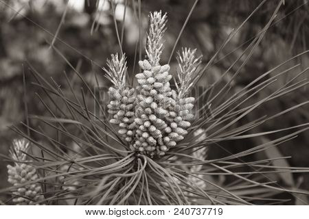 Pine Needle And Pine Nuts On Tree Sepia Effect