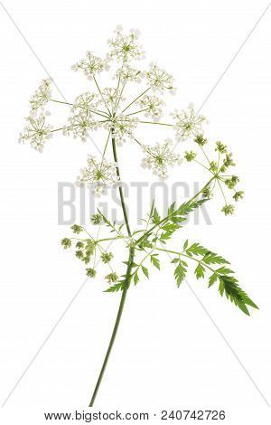 Cow Parsley Or Wild Chervil Isolated On White