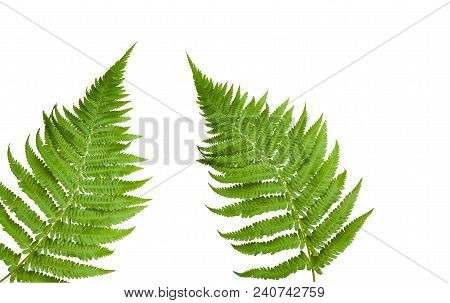 Fresh Fern Leaves Isolated On White Background