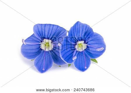 Veronica Chamaedrys Flowers Isolated On White Background