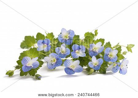 Veronica Persica Isolated On A White Background