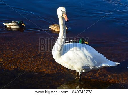 Beautiful Swan On River Coast At Spring In East Europe.