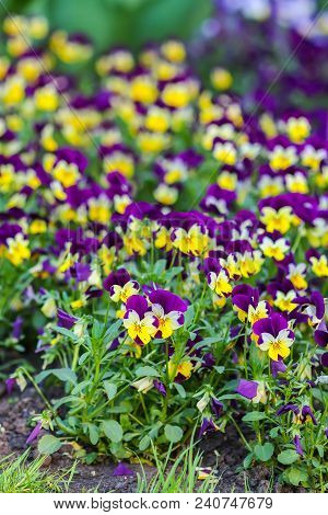 Beautiful Garden Flowers. Multicolored Pancies In Spring Park.