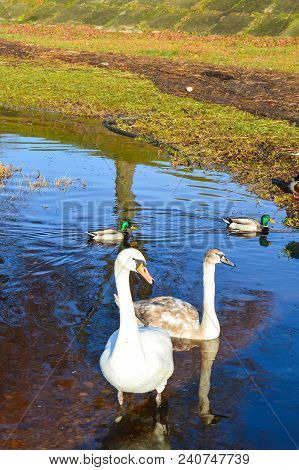Beautiful Swans On River Coast At Spring In East Europe.