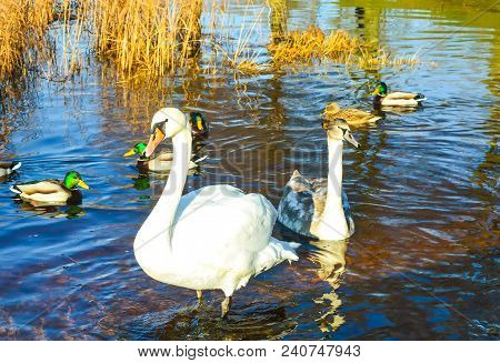 Beautiful Swans On River Coast At Spring In East Europe.