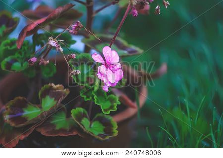 Beautiful Garden Pink Heranium Ornamental Flowers Outdoors